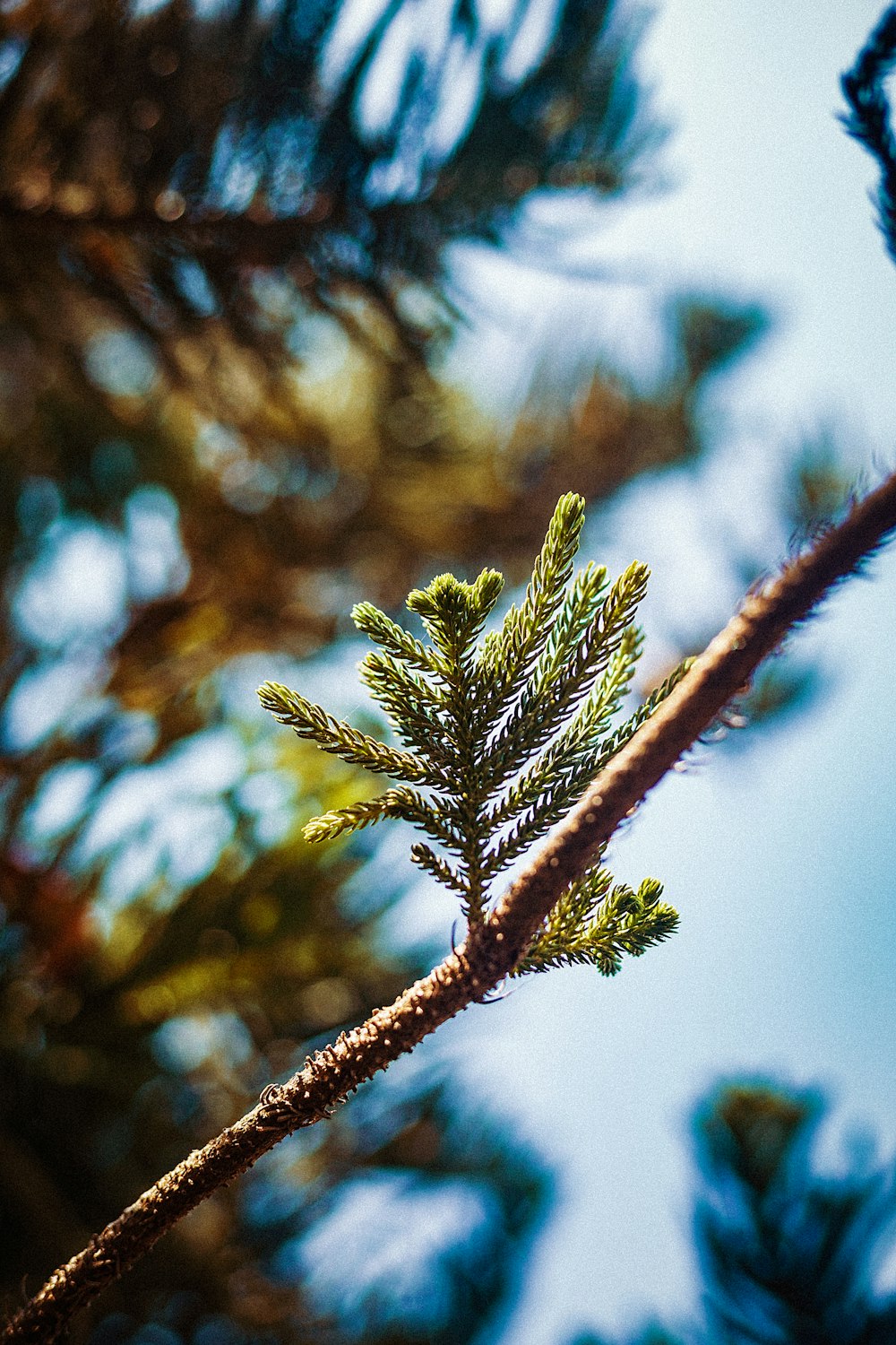 una rama de un pino con un cielo azul al fondo