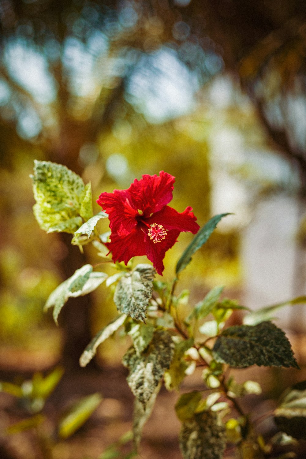 uma flor vermelha com folhas verdes