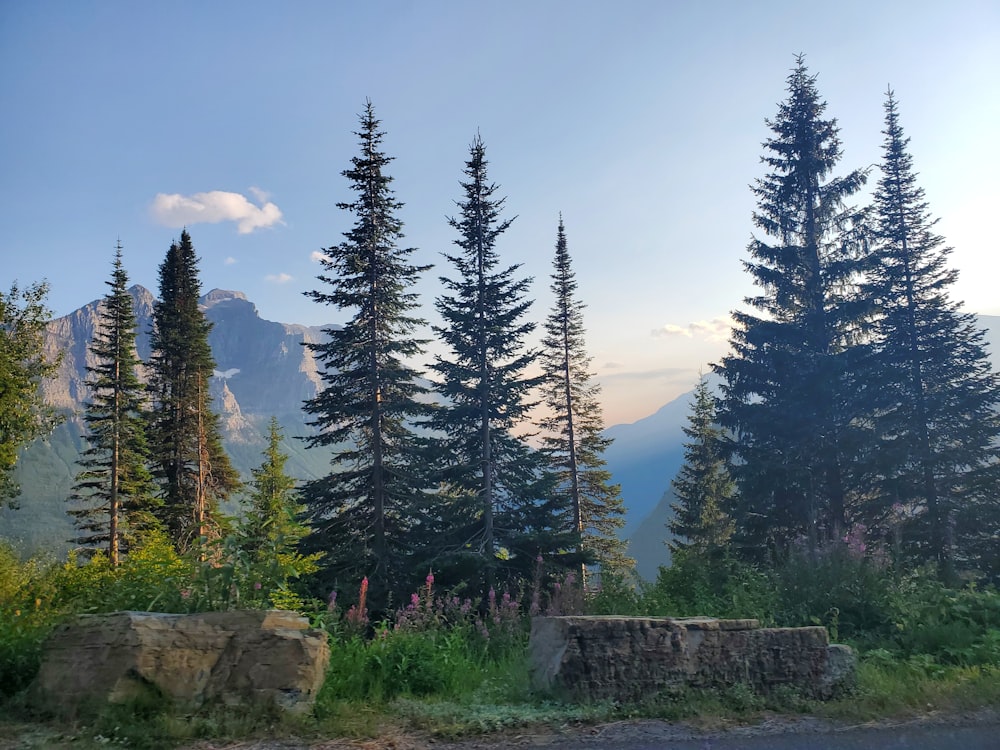 a group of tall pine trees sitting next to a forest