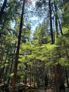 the sun shines through the trees in the forest