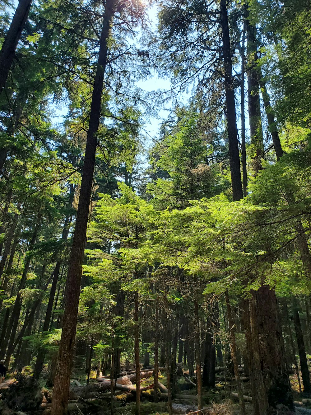 the sun shines through the trees in the forest