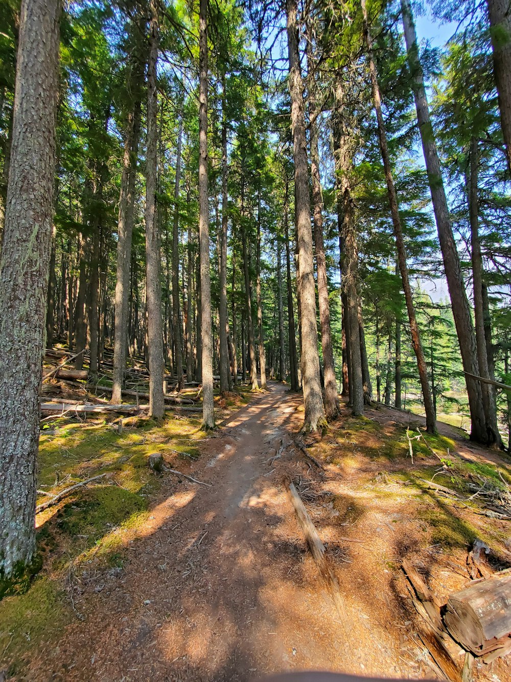 a dirt road in the middle of a forest