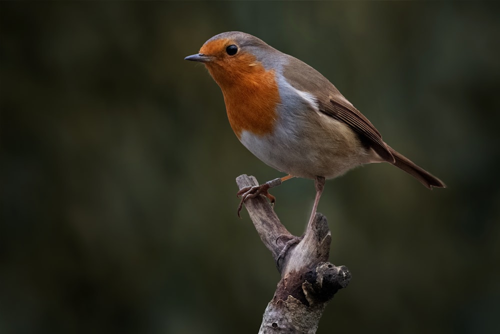 un pequeño pájaro posado en lo alto de la rama de un árbol