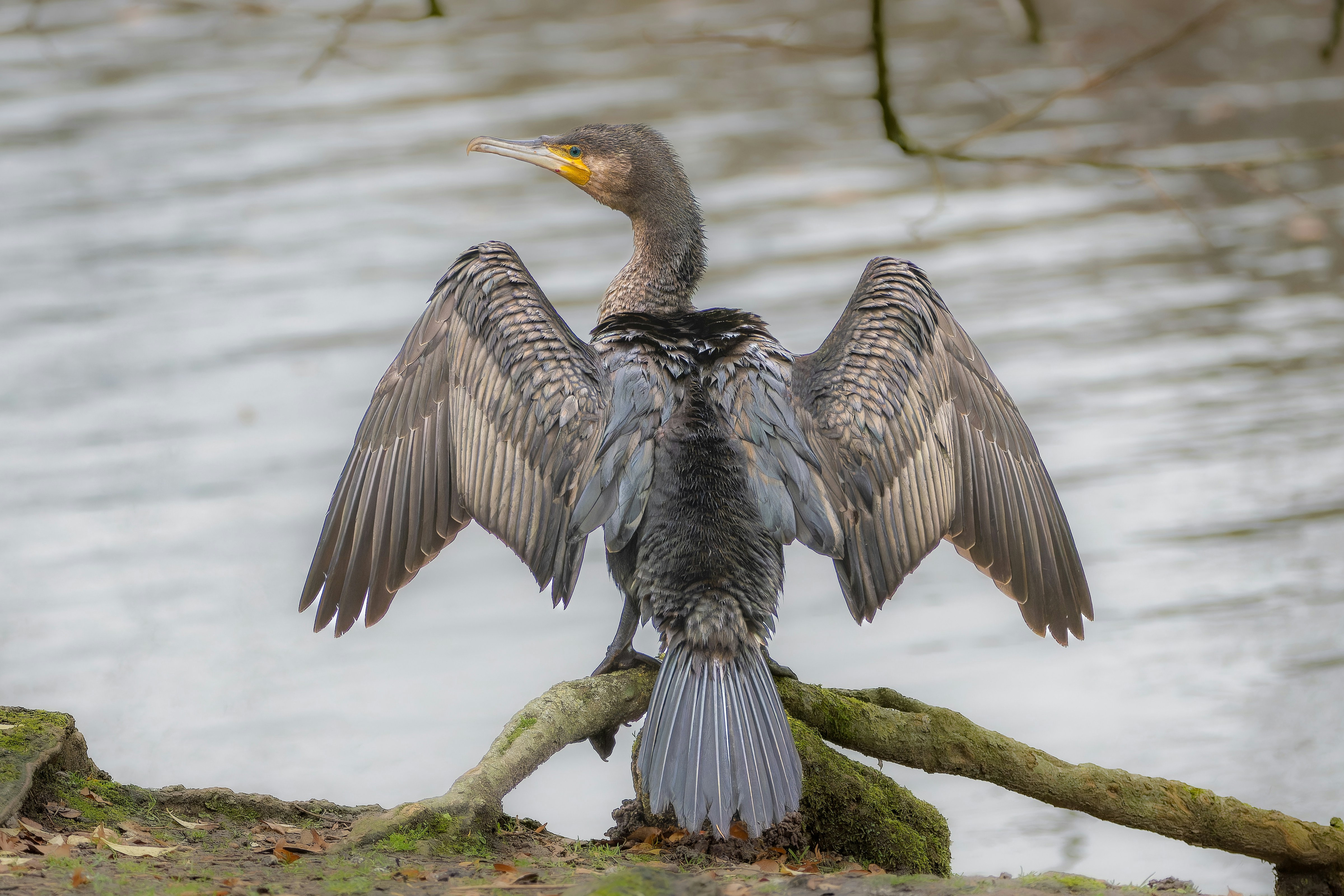 Photo by siegfriedpoepperl