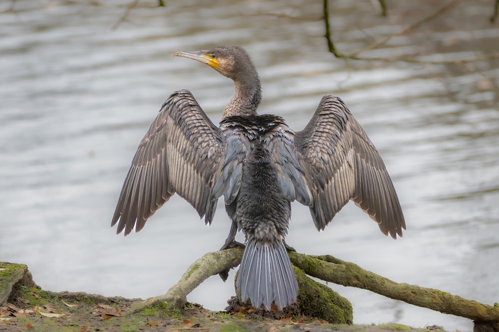 a bird sitting on a branch next to a body of water