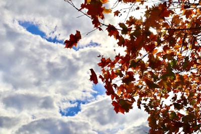 the leaves of a tree with a blue sky in the background