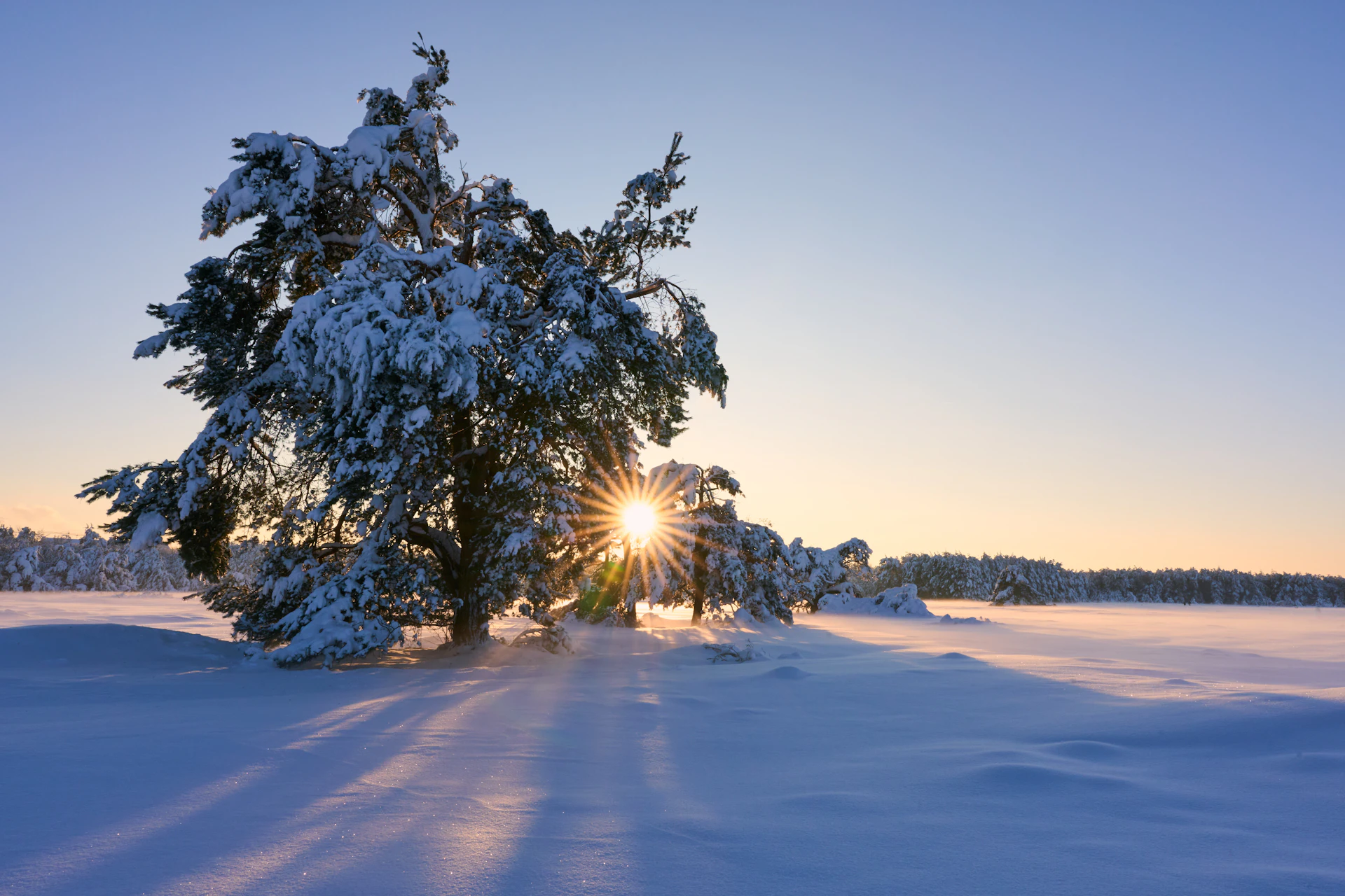 A tree in the middle of a snowy field