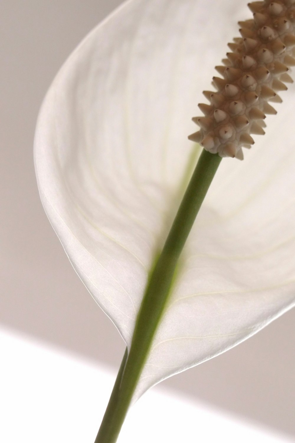 a close up of a flower with a white background