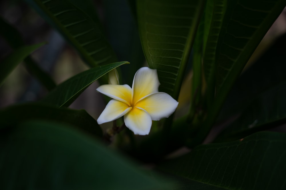 a white and yellow flower with green leaves