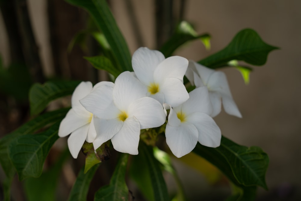 a close up of a white flower with green leaves