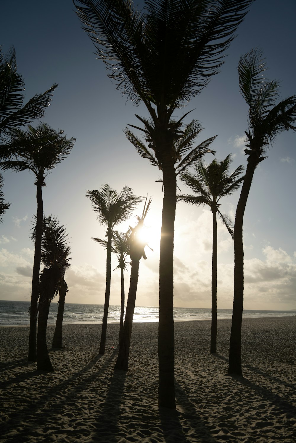 the sun shines through the palm trees on the beach
