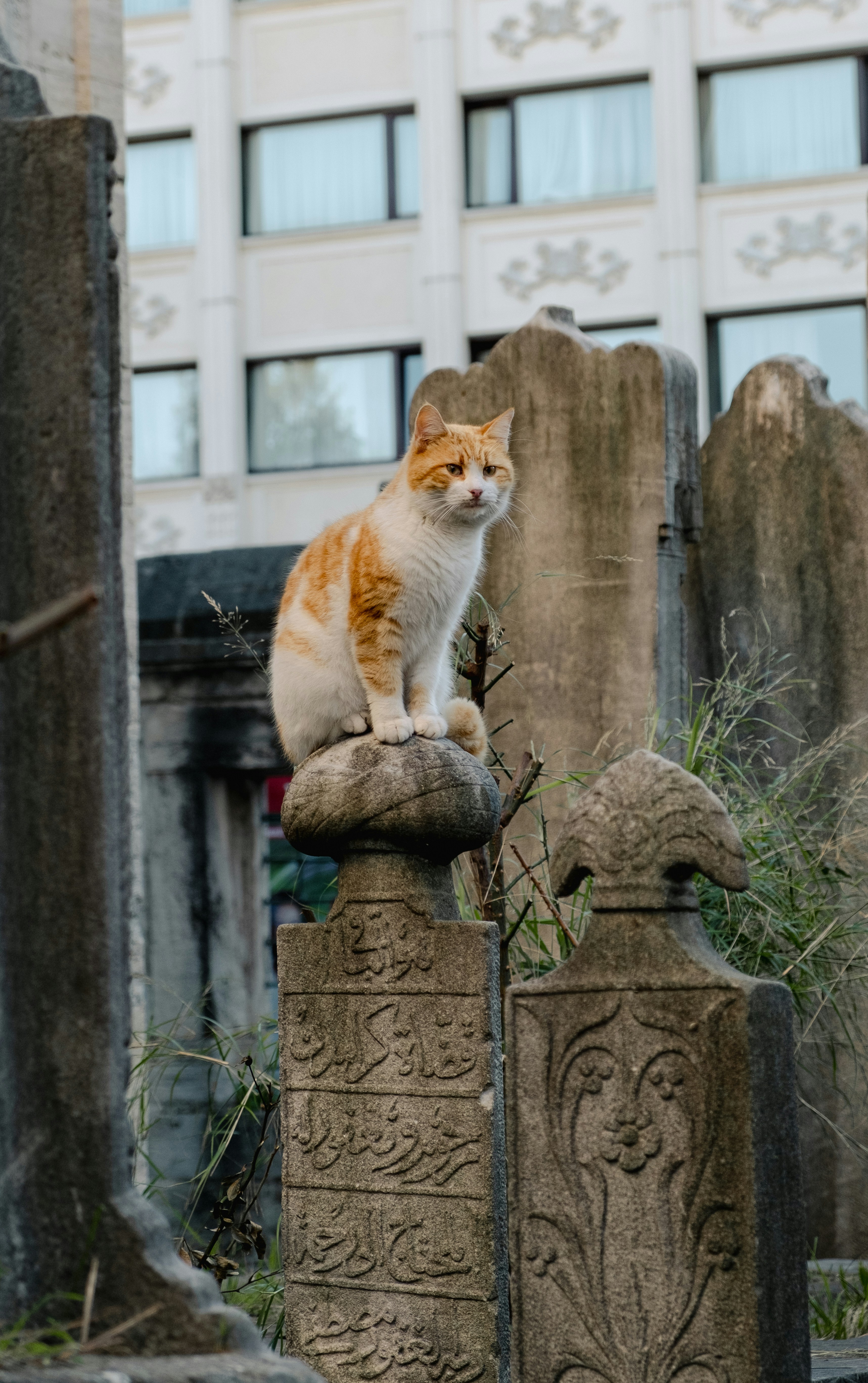 an orange and white cat sitting on top of a stone pillar