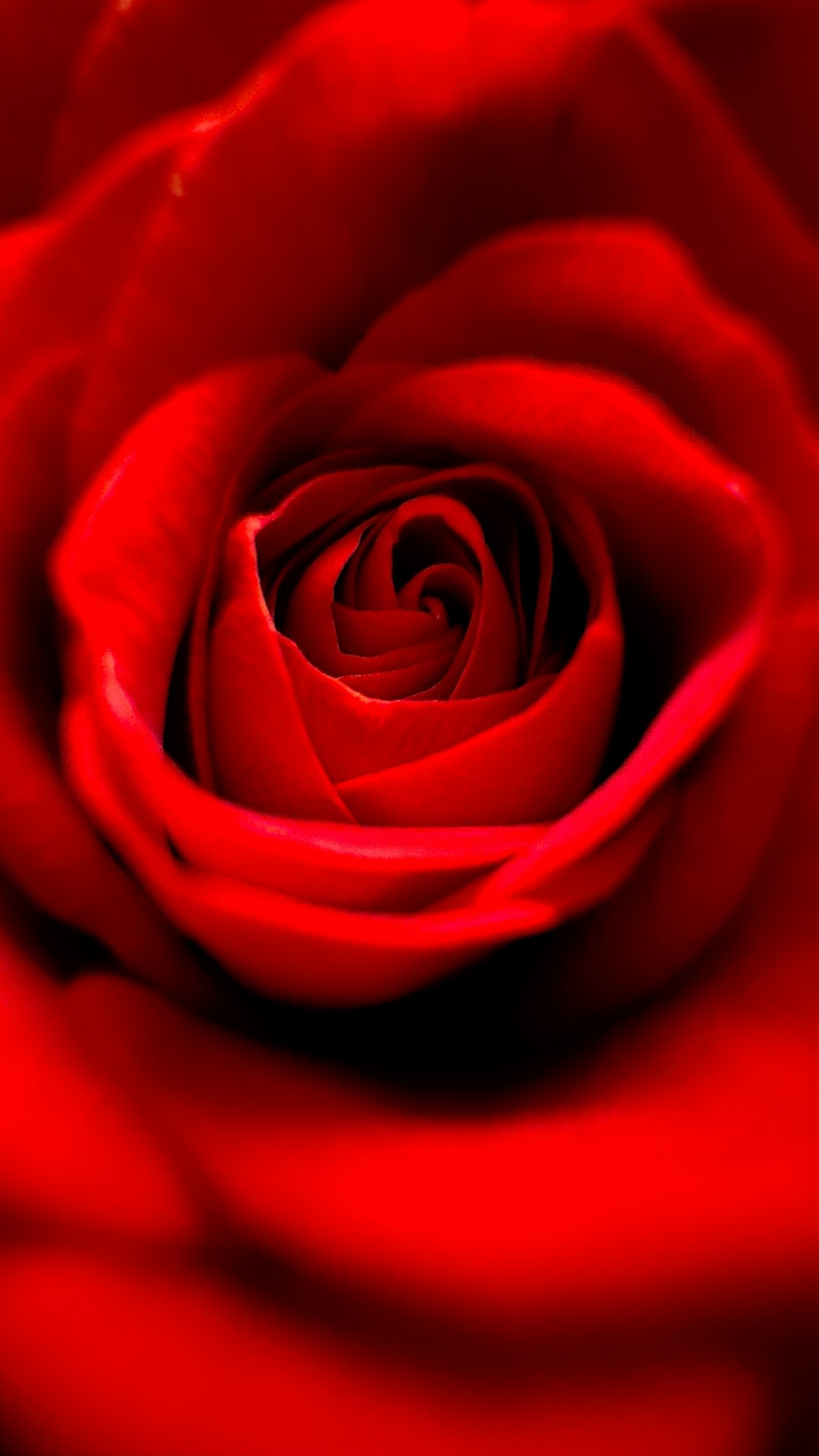 a close up of a red rose flower
