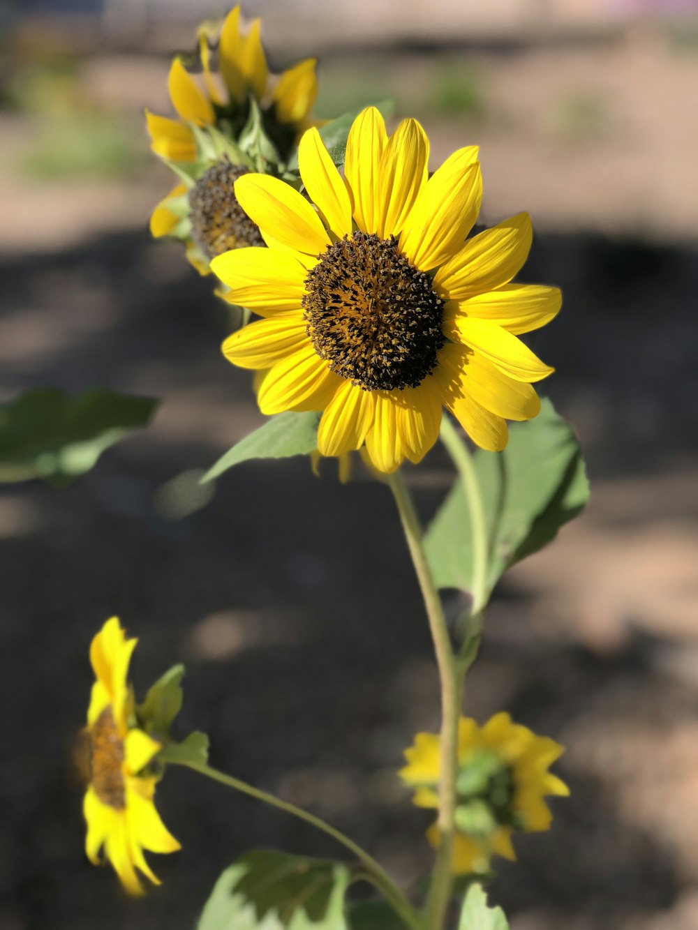 a large sunflower is blooming on a sunny day