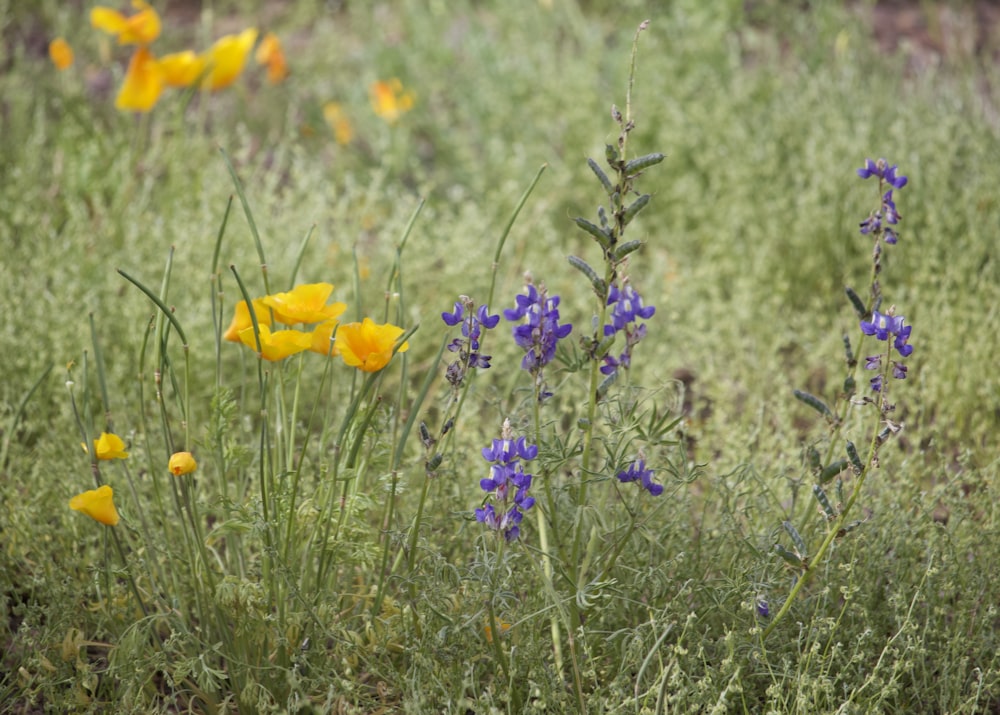 a bunch of flowers that are in the grass