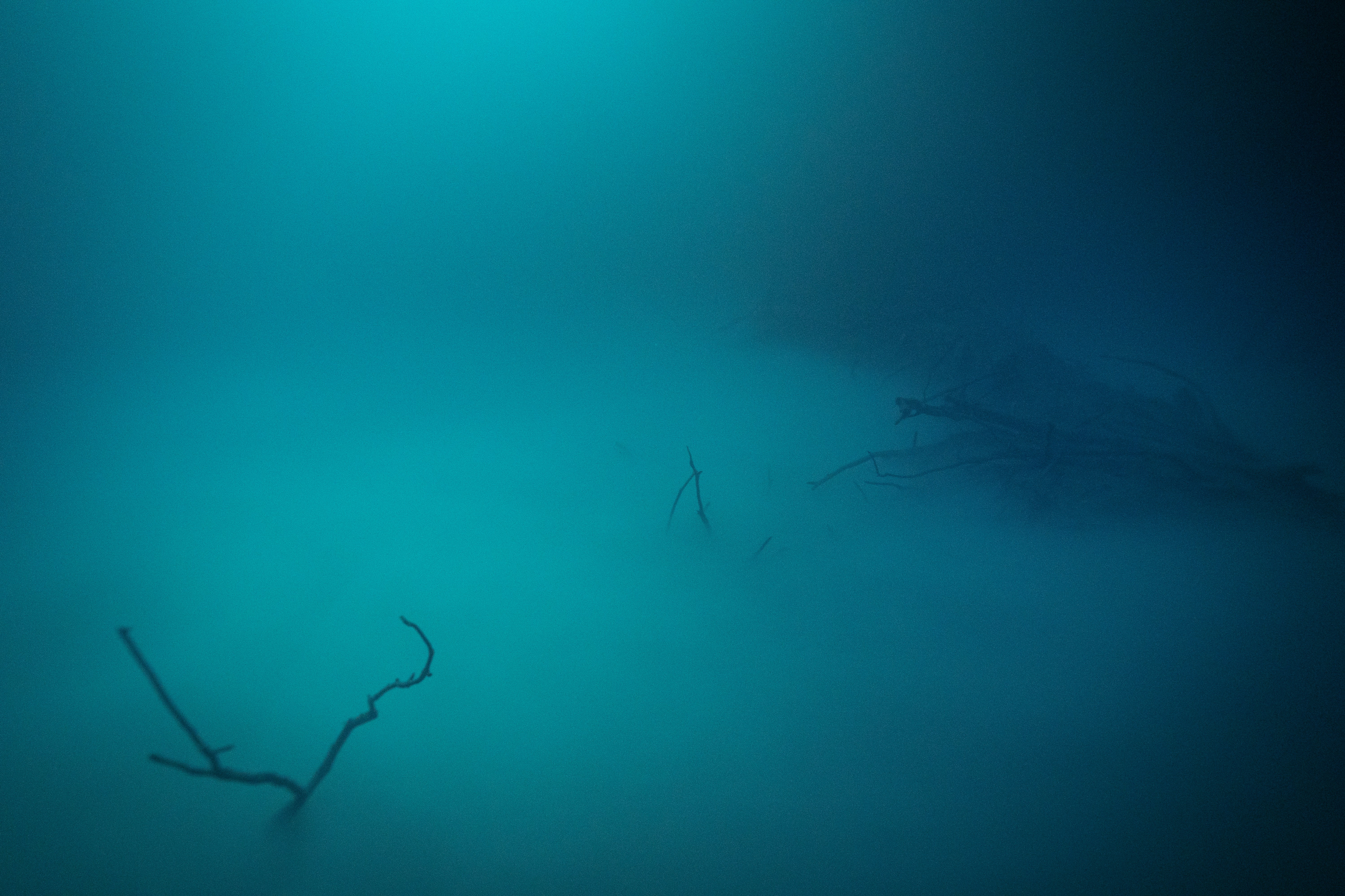 a tree branch in the middle of a foggy forest