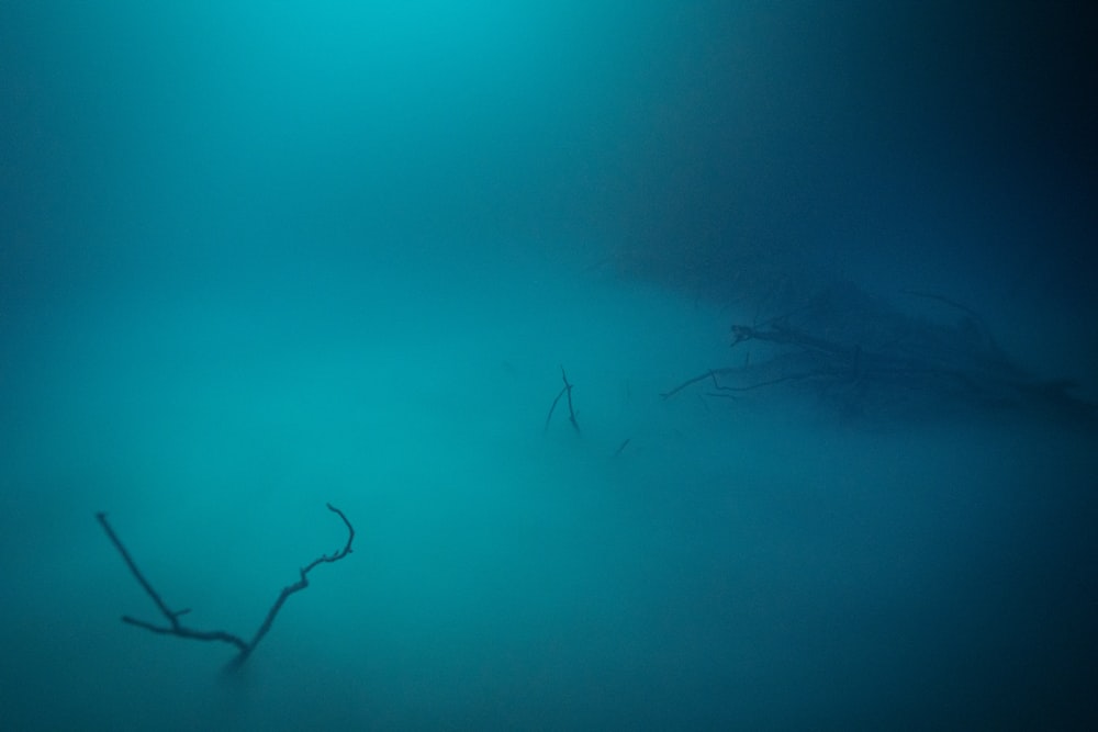 a tree branch in the middle of a foggy forest