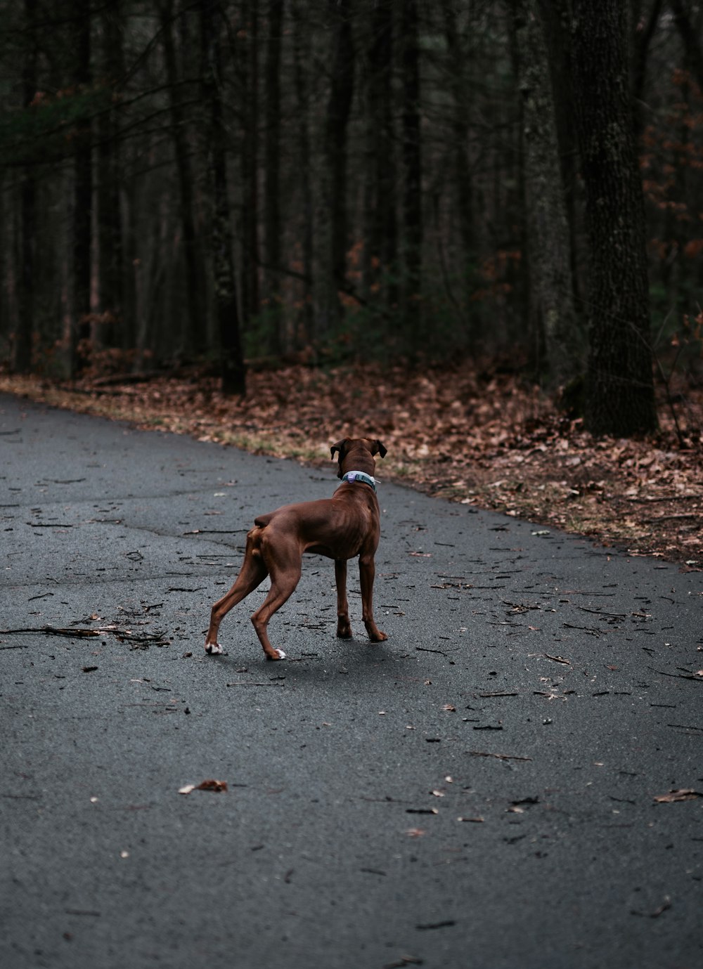 a brown dog standing on top of a road next to a forest
