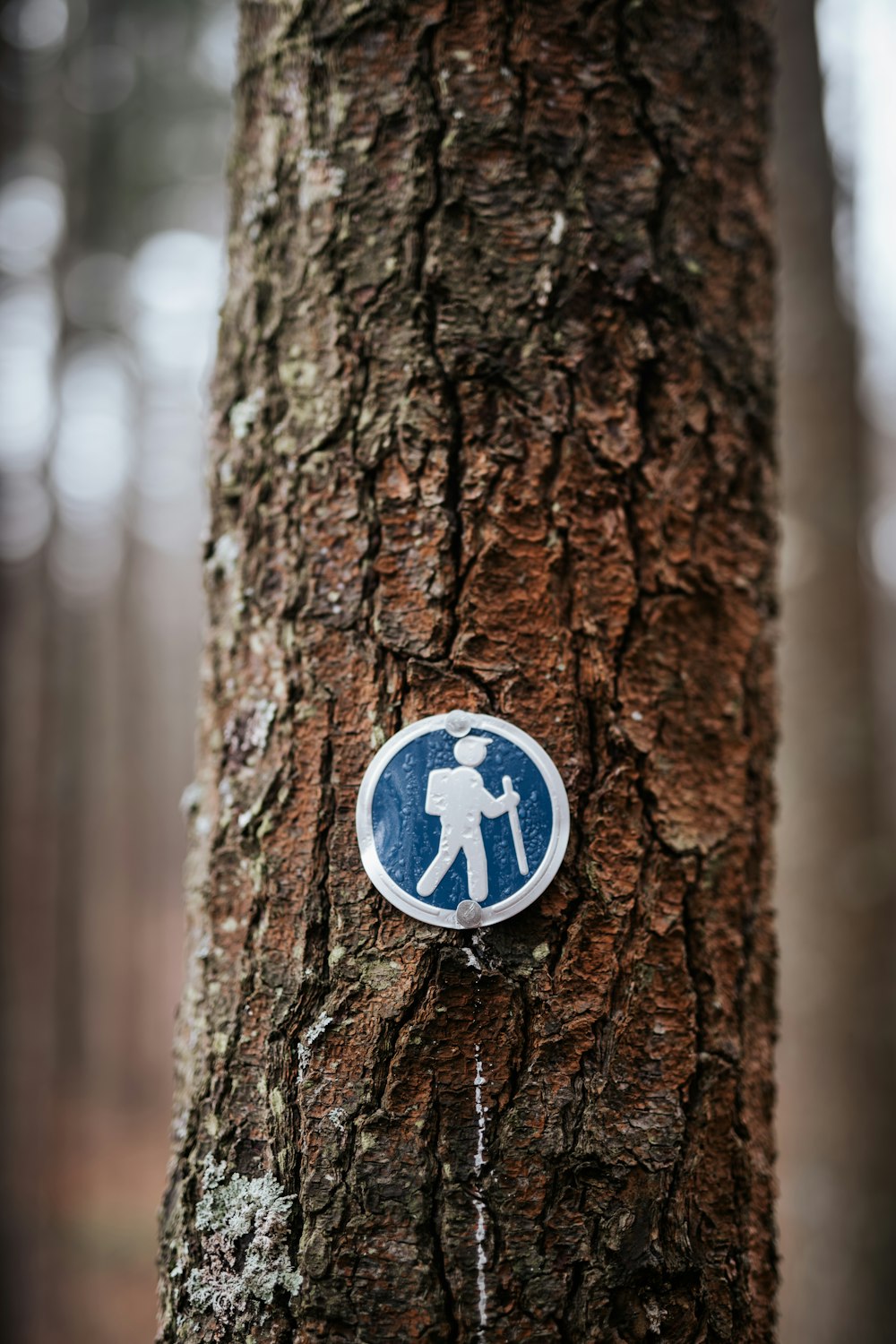 a blue and white sign on a tree in the woods