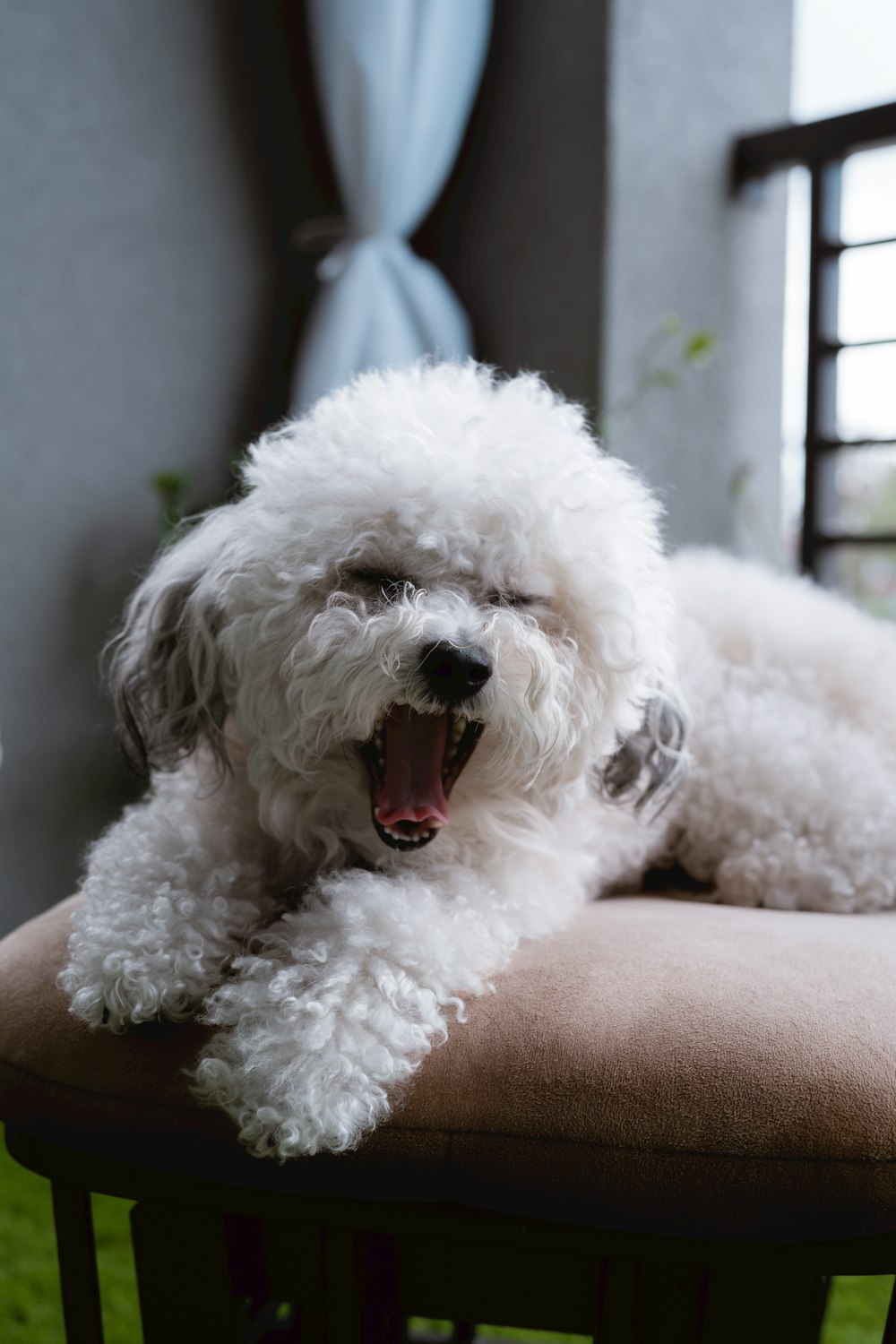 a small white dog laying on top of a chair