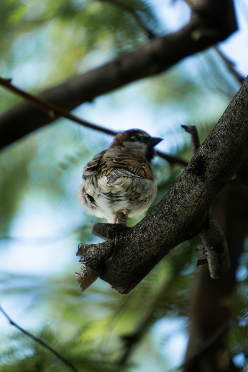 a small bird perched on a branch of a tree