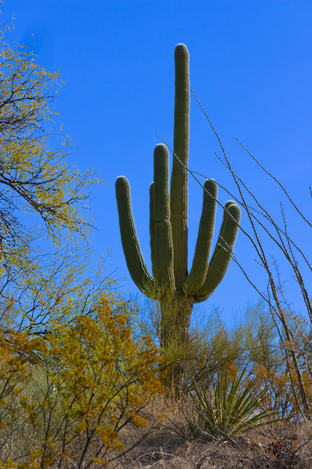 a large cactus in the middle of a desert