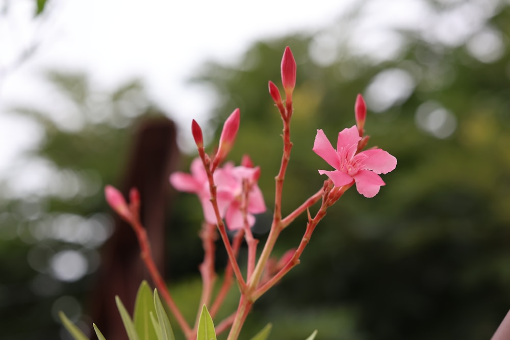 a close up of a pink flower on a tree