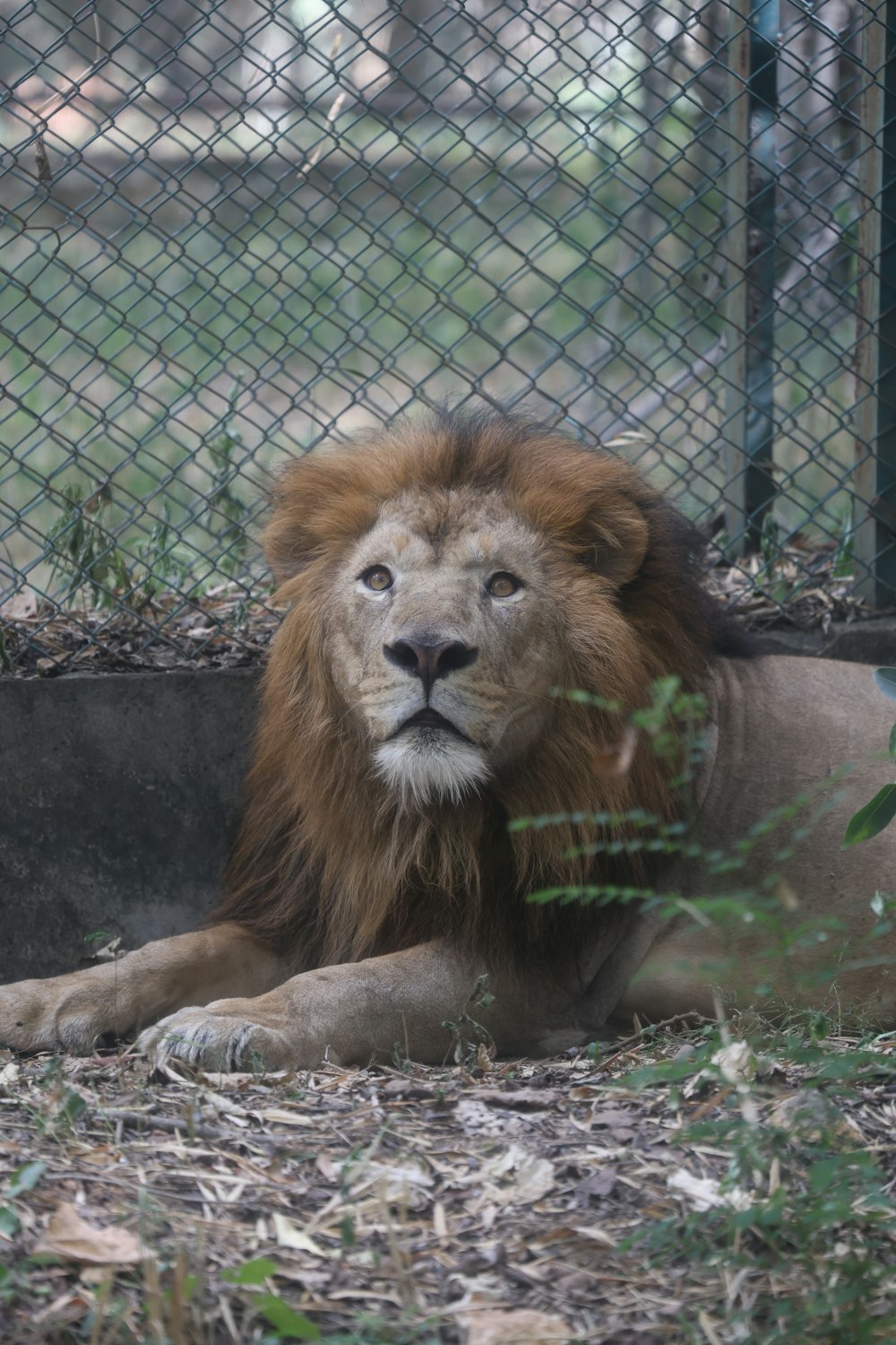 a lion laying on the ground next to a fence