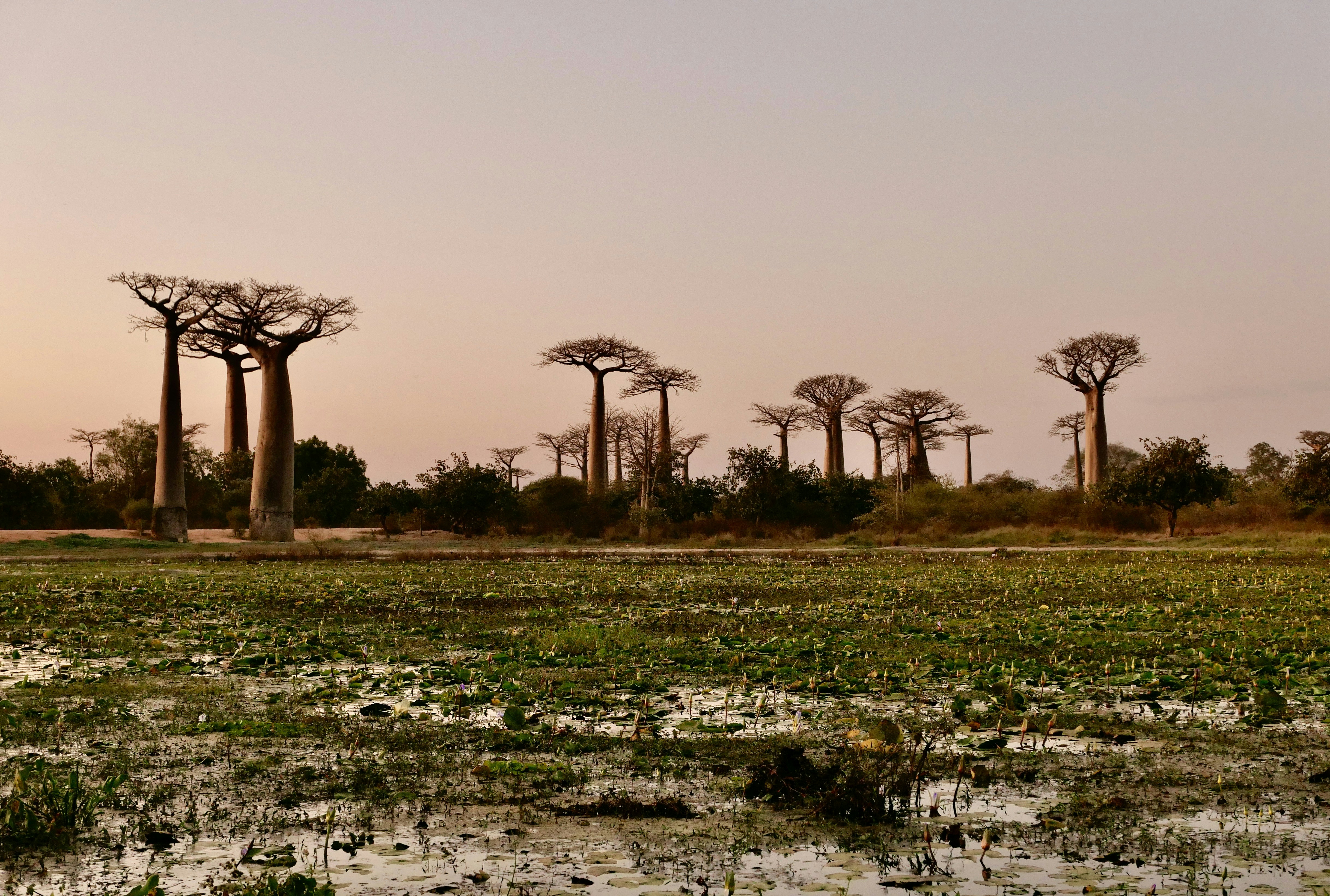 Stay online in the Madagascar with a prepaid eSIM from eSIMlii. Instant activation, no roaming charges, and reliable coverage.