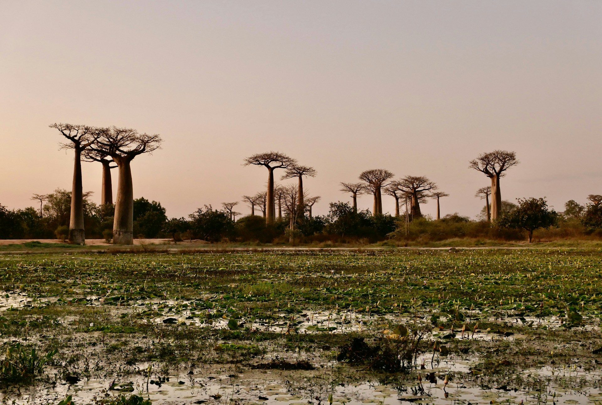 a group of trees in the distance with water in the foreground
