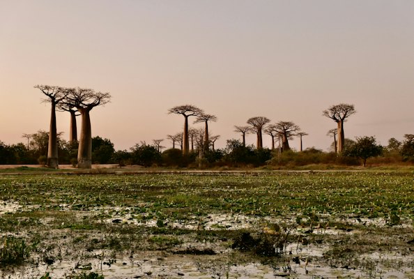 Baobabs beside a flooded field — Morondava, Madagascar