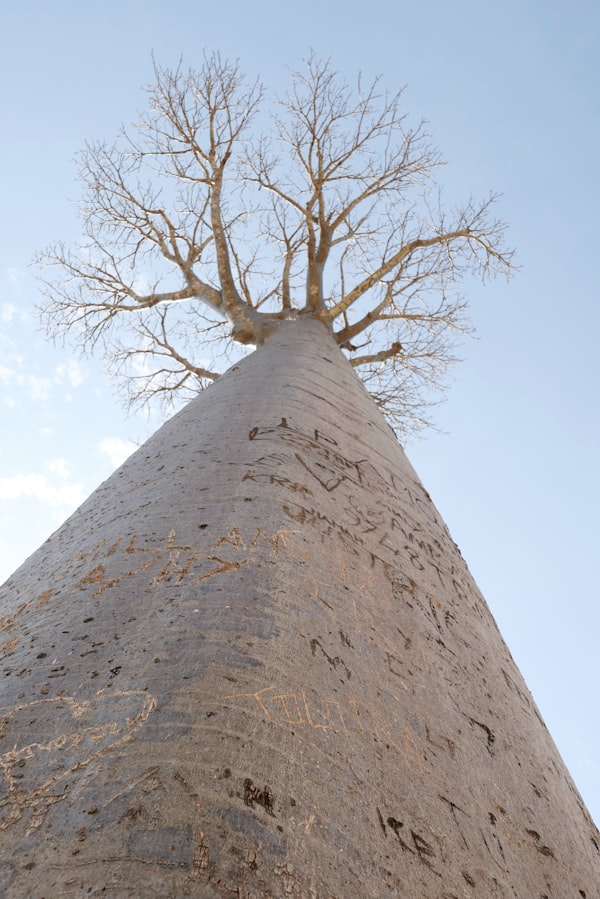 Avenue of the Baobabs at sunset