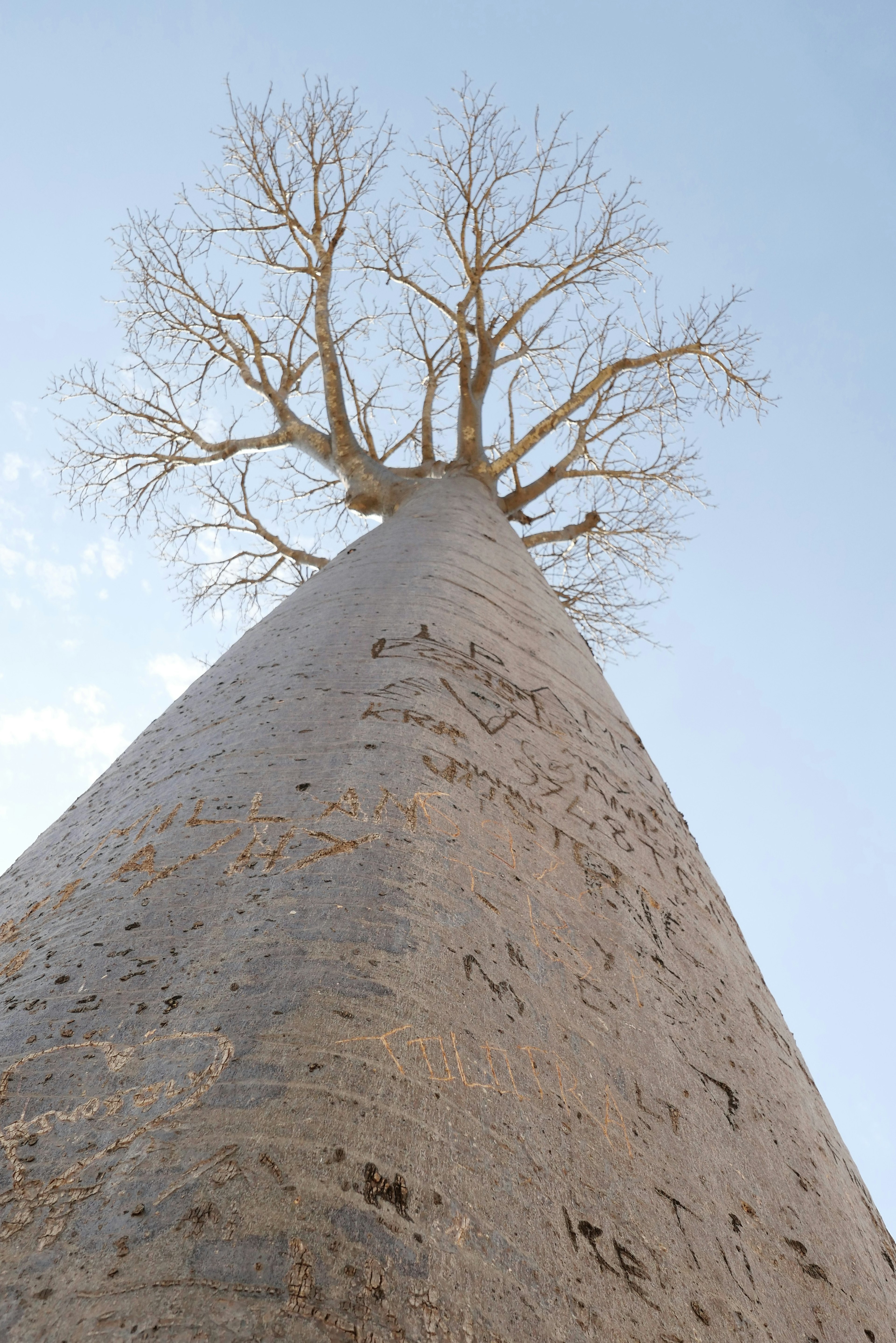 Avenue of the Baobabs at sunset