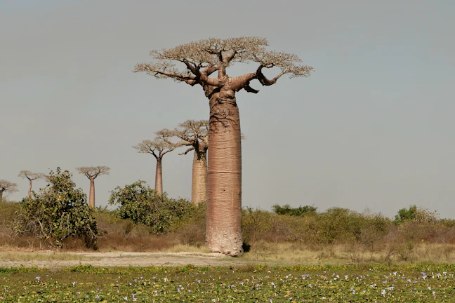20-Day Madagascar Luxury Travel Itinerary