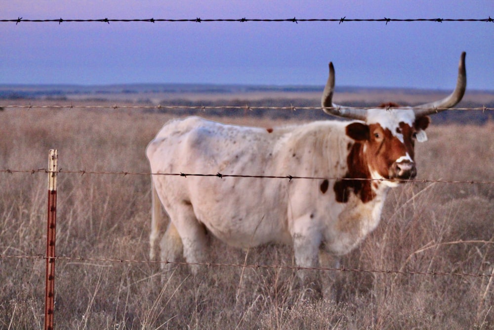 a cow with horns standing behind a barbed wire fence