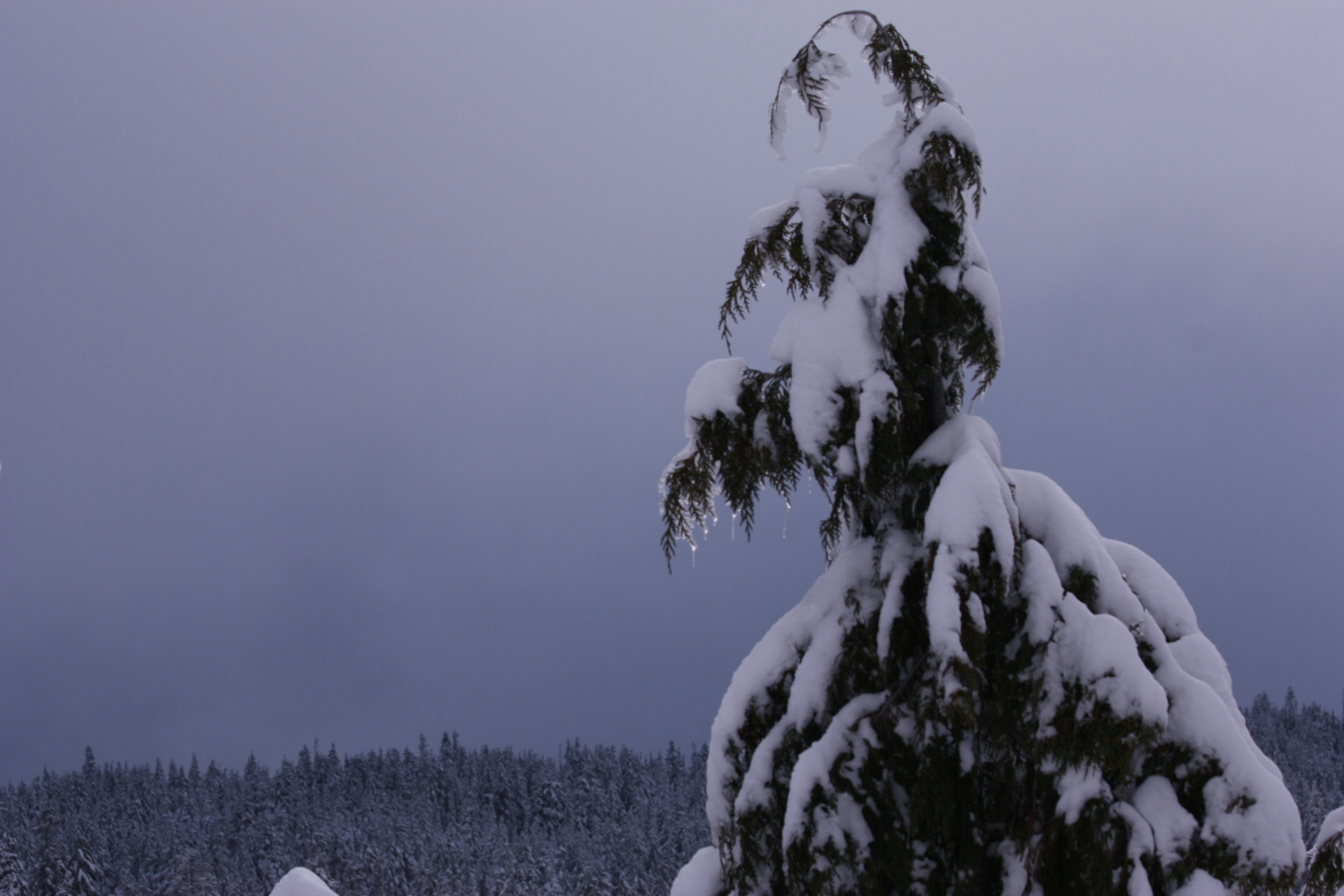 a tree covered in snow on a cloudy day