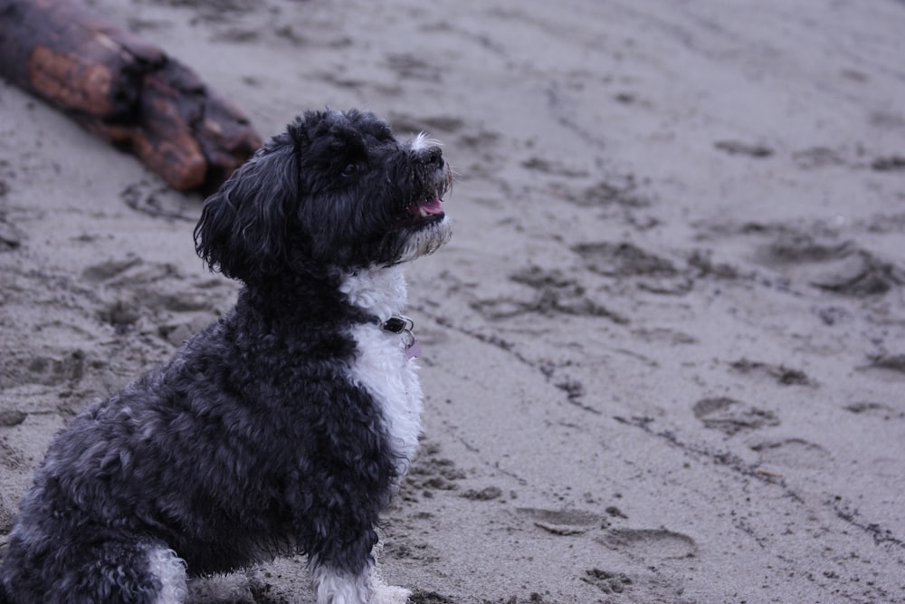 a black and white dog sitting on top of a sandy beach