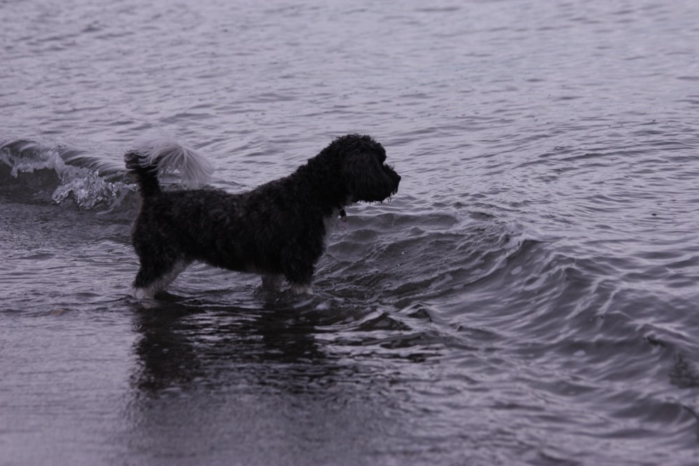 Un perro negro está parado en el agua
