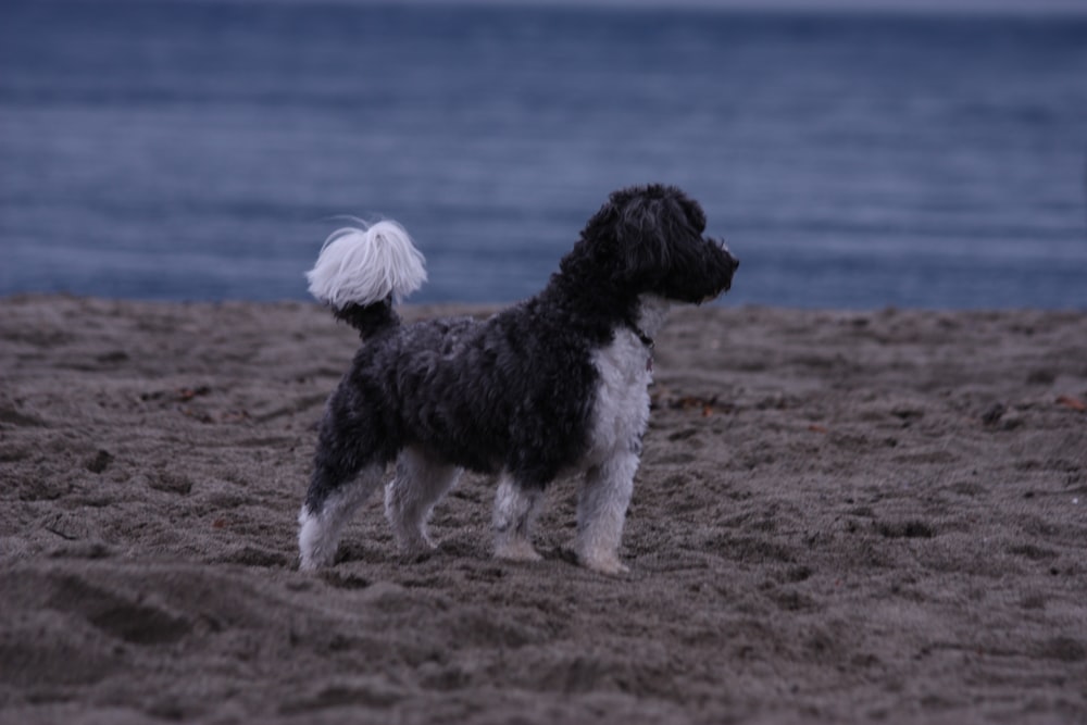 a black and white dog standing on top of a sandy beach