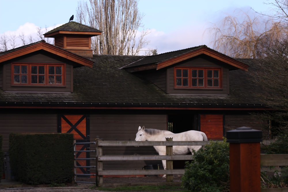 un cheval blanc debout devant une maison brune
