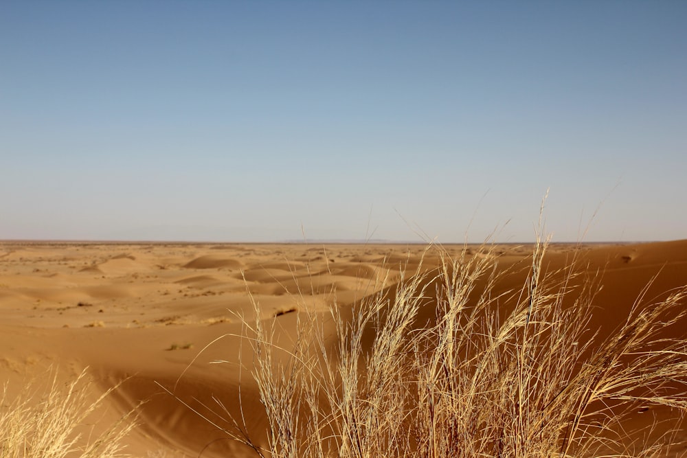 a field of grass in the middle of a desert