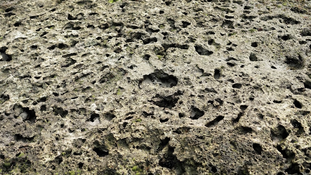 a close up of a rock with holes in it