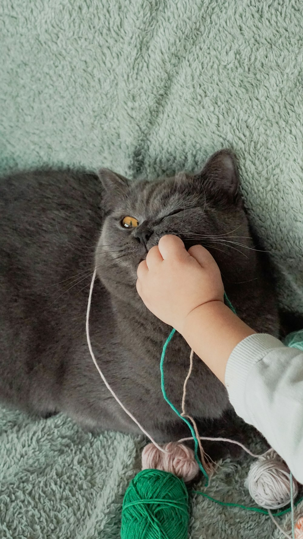 eine graue Katze, die auf einer grünen Decke liegt