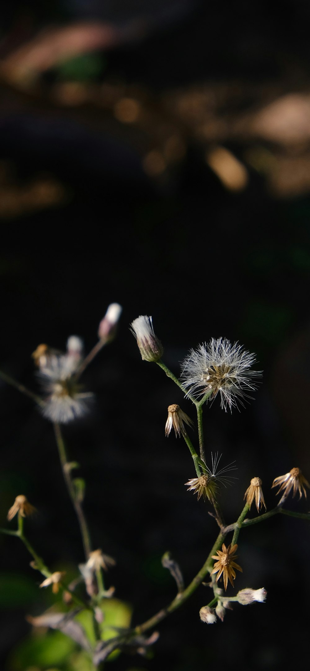 a close up of a plant with white flowers