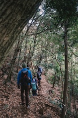 a group of people hiking through a forest