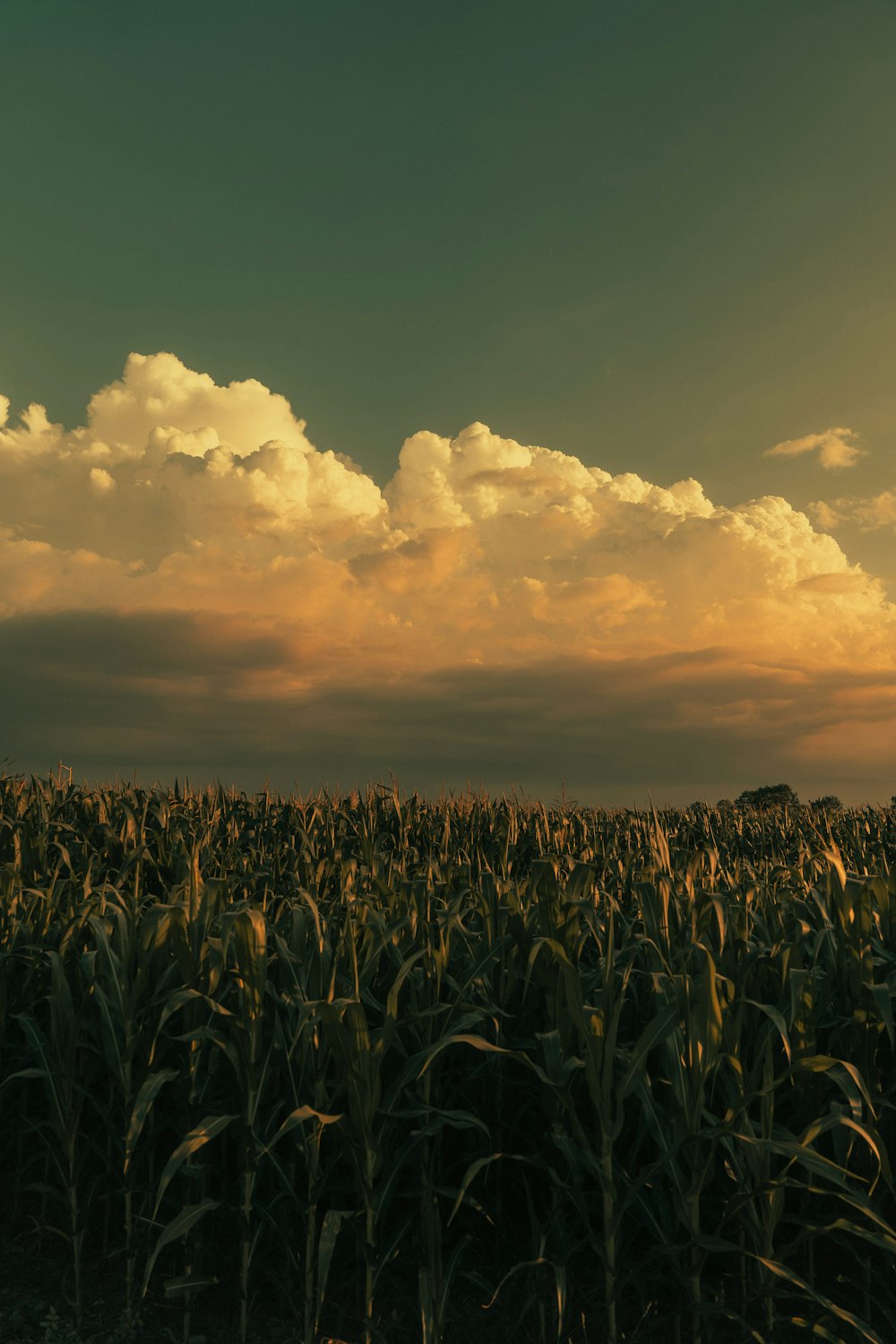 ein Maisfeld unter einem bewölkten Himmel