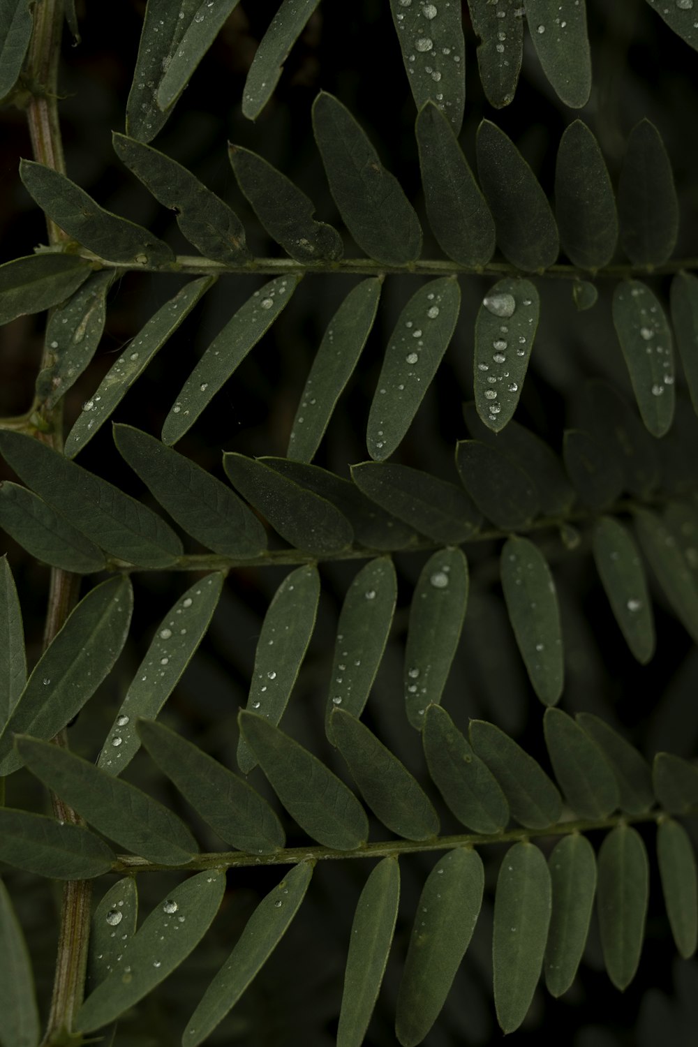 a close up of a leaf with water droplets on it