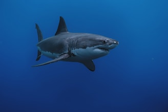 a great white shark swimming in the ocean