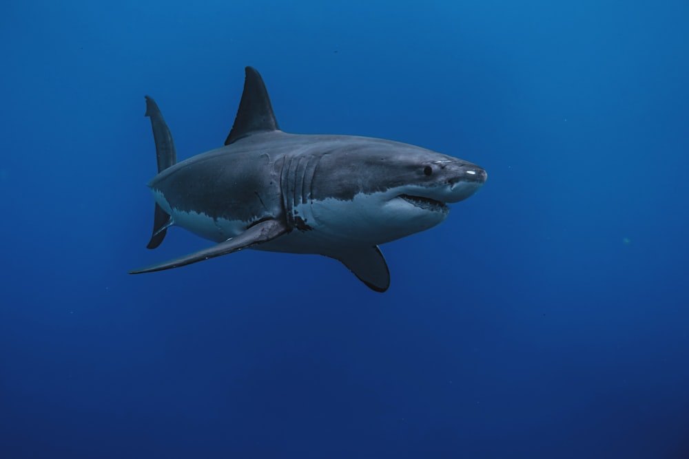 a great white shark swimming in the ocean