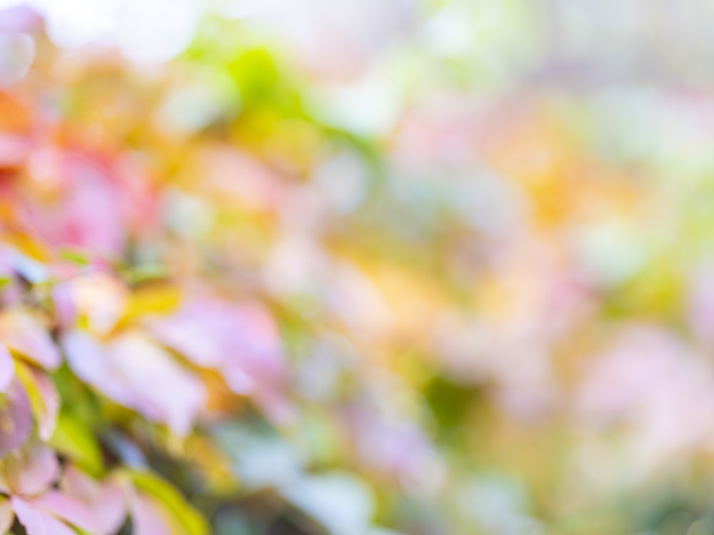 a blurry photo of a tree with purple leaves